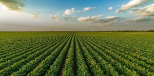 Agricultura de Precision para el desarrollo