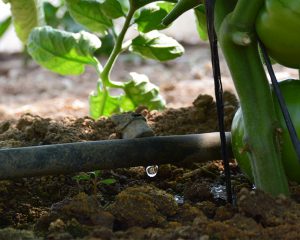 El riego de precision puede hacer una contribución al desarrollo sostenible al mejorar el uso del agua