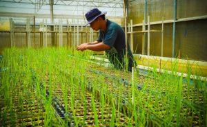 agricultura de precision para los pequeños agricultores de los paises en desarrollo un desafio